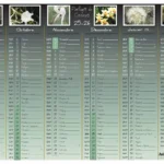 calendrier 2025-2026 thème "Parfums de Couleurs" avec photos de fleurs, recto : mois septembre à février