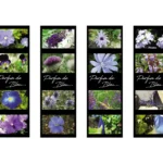 marq fleurs bleu